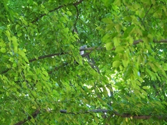 Columba palumbus