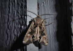 Ichneutica insignis