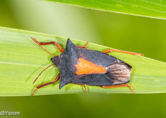Gonopsis coccinea