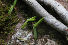 Phreatia crassiuscula