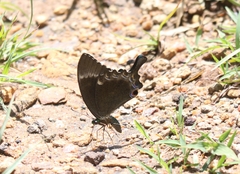 Papilio crino