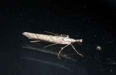 Orocrambus cyclopicus