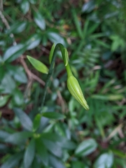 Lilium iridollae