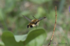 Hemaris affinis