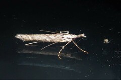 Orocrambus cyclopicus