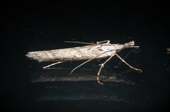Orocrambus cyclopicus