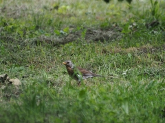 Turdus pilaris