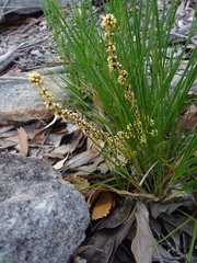 Lomandra glauca
