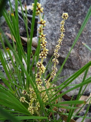 Lomandra glauca