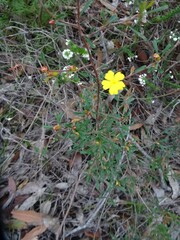 Hibbertia monogyna