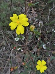 Hibbertia monogyna