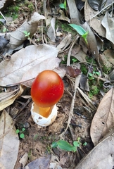 Amanita hemibapha