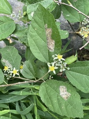 Grewia parviflora