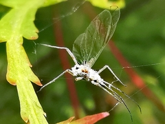 Euceraphis betulae