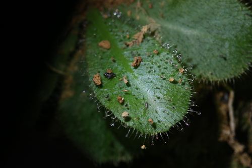 Drosera schizandra
