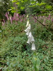 Digitalis purpurea