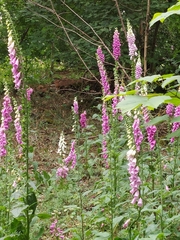 Digitalis purpurea