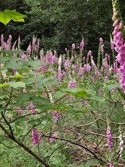 Digitalis purpurea