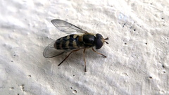 Lapposyrphus lapponicus