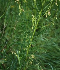 Astragalus galegiformis