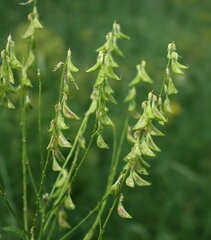 Astragalus galegiformis