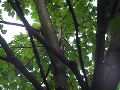 Dendrocopos major