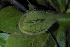 Drosera schizandra