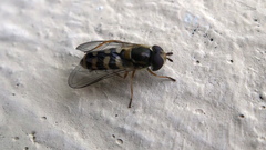 Lapposyrphus lapponicus