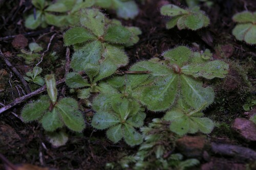 Drosera schizandra