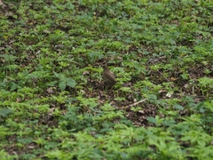 Turdus philomelos