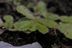Drosera schizandra