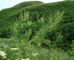 Astragalus galegiformis