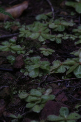 Drosera schizandra
