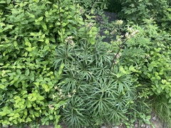 Syneilesis aconitifolia