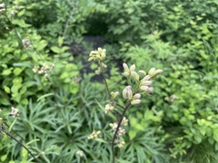 Syneilesis aconitifolia