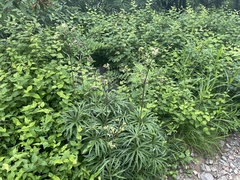 Syneilesis aconitifolia