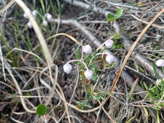 Andromeda polifolia polifolia