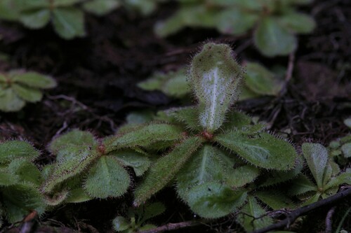 Drosera schizandra