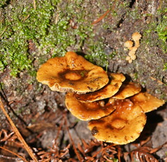 Pholiota squarrosipes