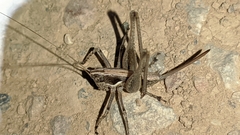 Pterolepis spoliata