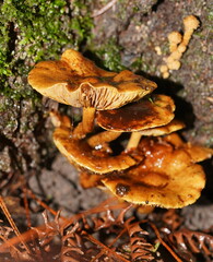 Pholiota squarrosipes