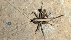 Pterolepis spoliata