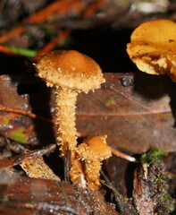 Pholiota squarrosipes