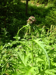 Cirsium alsophilum