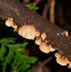 Lentinellus castoreus