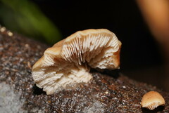 Lentinellus castoreus