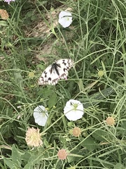 Melanargia lachesis