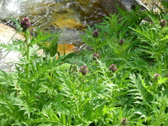 Cirsium alsophilum