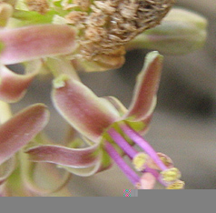 Ledebouria