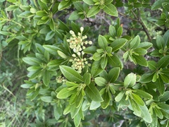 Rhododendron micranthum